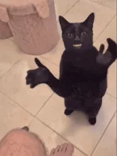 Meme de la semana: gato negro parado en dos patas que aplaude y hace pulgar arriba