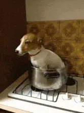 Perrito pidiendo apoyo